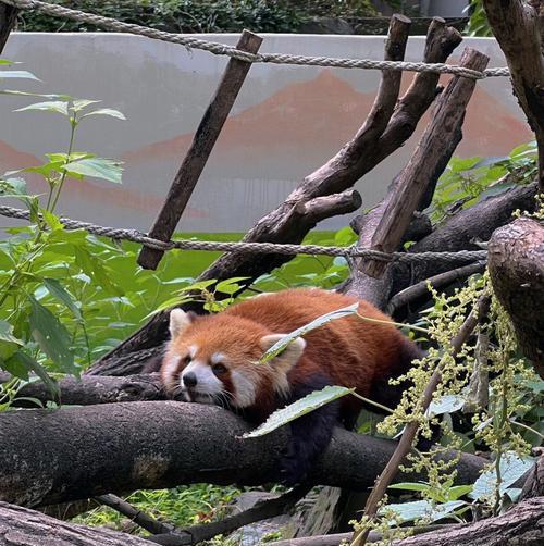 小浣熊和小熊猫，哪个更适合做宠物？（探讨小浣熊和小熊猫作为宠物的可行性与优劣势）