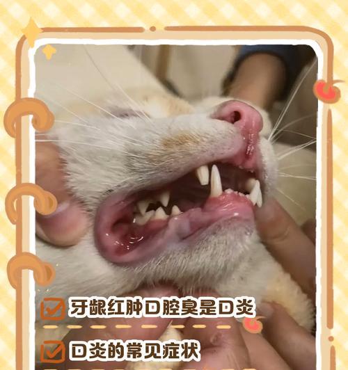 常见猫病解析（探究猫咪常见的健康问题及应对方法）
