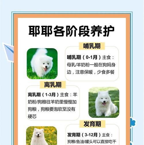 萨摩耶疫苗接种频率及注意事项（了解萨摩耶疫苗接种时间表，提供宠物免疫保护）