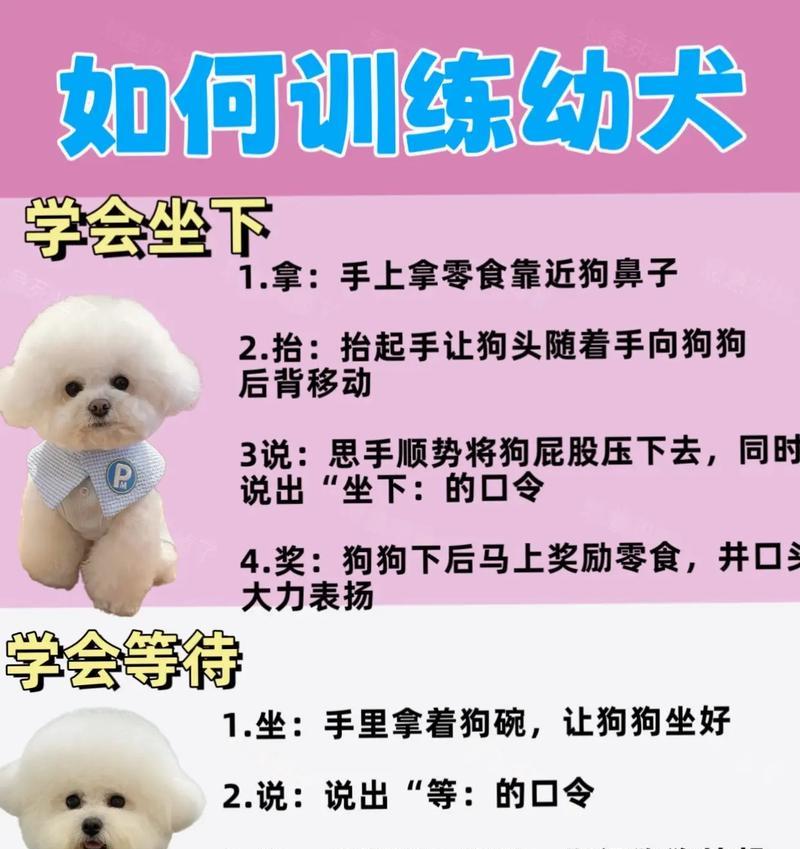 如何正确养狗狗？9个实用教学分享！（让你成为负责任的狗主人，为你的狗狗提供最佳护理与关爱。）