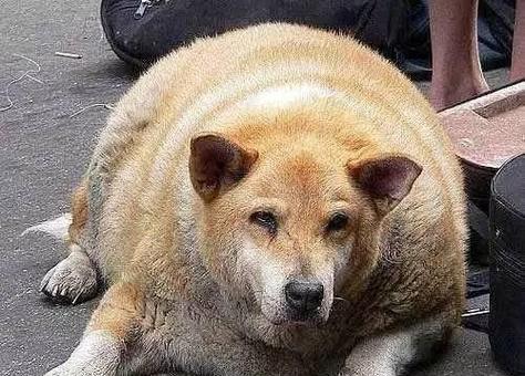 养金毛很烧钱？合理安排养狗支出几百块搞定！（金毛狗的养育费用探究及省钱指南）