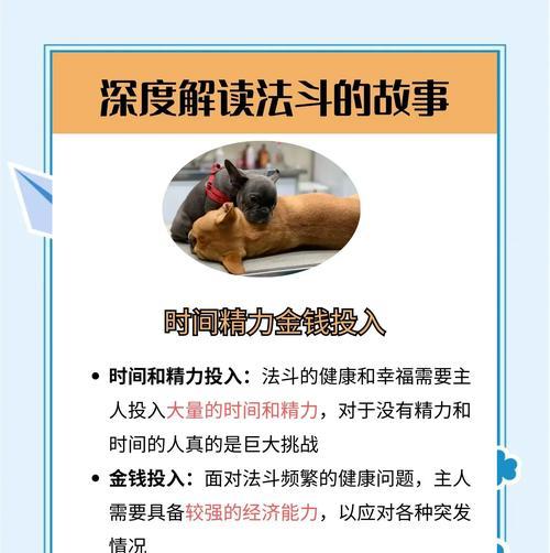 国内养英国法斗的原因分析（为什么英国法斗在中国如此受欢迎？）