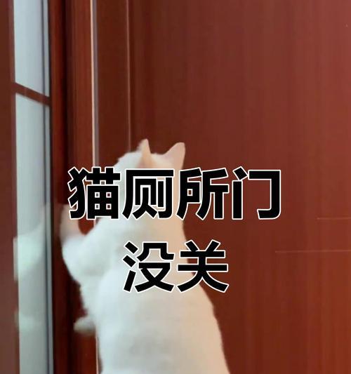 猫咪的排便频率（了解猫咪的排便习惯，保持其健康与快乐）