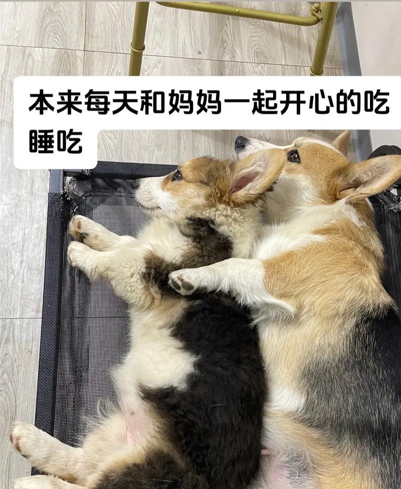 如何正确护理得了细小的狗狗？（细小病毒对狗狗的伤害有多大？如何进行正确的护理？）