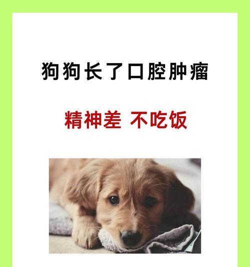 狗狗饥饿致死的时间究竟有多久？（科学揭示狗狗饥饿的生命危机）