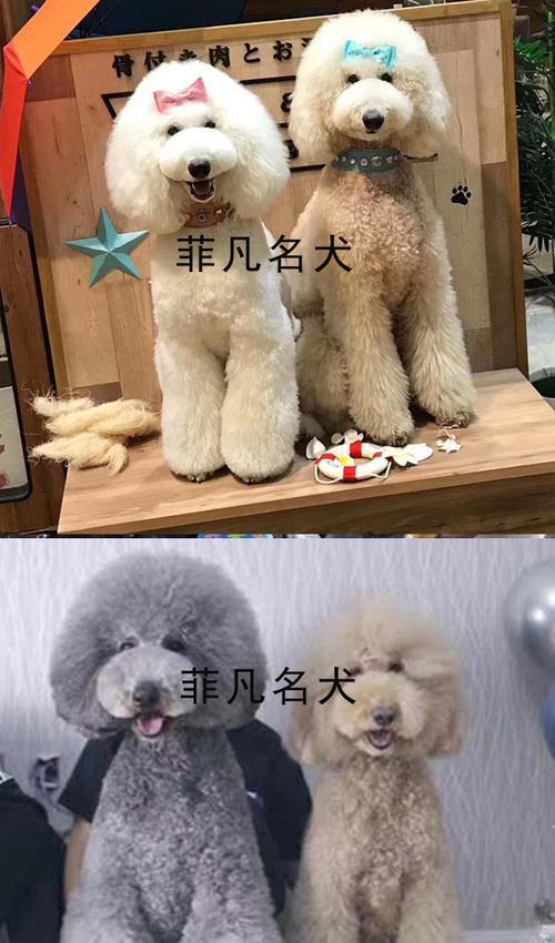 被狗贩染色的泰迪幼犬（一个勾起人们对于动物福利的思考）