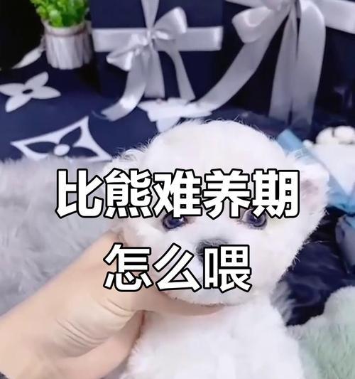 比熊犬的喂养频率及注意事项（了解比熊犬喂食时间间隔，让它们健康快乐）