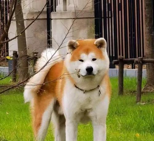 养秋田犬的注意事项（从新手到养犬专家，关注这些要点）