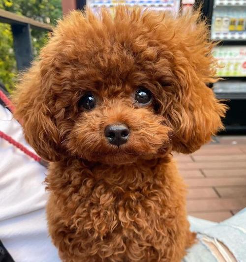 狗狗为什么会经常弓背？（探寻狗狗弓背的原因和含义）