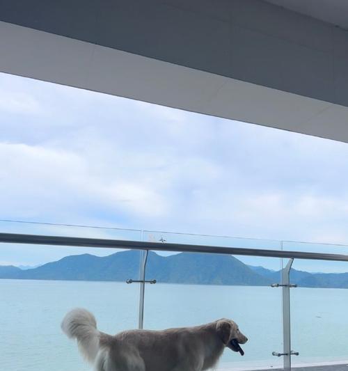 拉布拉多犬外出时间的适宜性（探究拉布拉多犬外出的时间间隔及注意事项）
