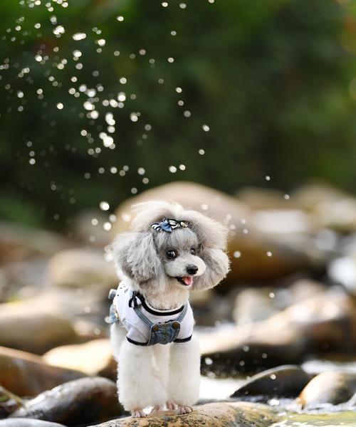 贵宾犬的多彩世界（盘点贵宾犬常见的6种颜色和罕见的4种颜色，探索其多样化的外貌）