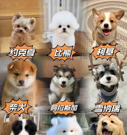 比熊幼犬饲养指南（关爱与培养健康快乐的比熊宝宝）