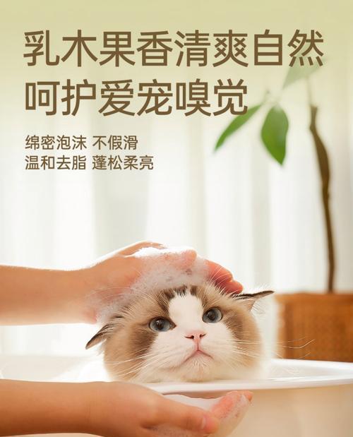 小猫打完针多久能洗澡？（照顾小猫健康，正确洗澡时间是关键）