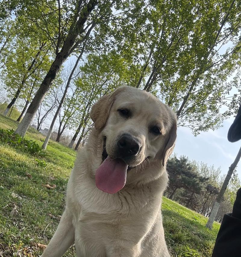 拉布拉多幼犬的喂养与护理指南（从婴幼期到成长期，如何正确喂养和护理你的拉布拉多幼犬？）