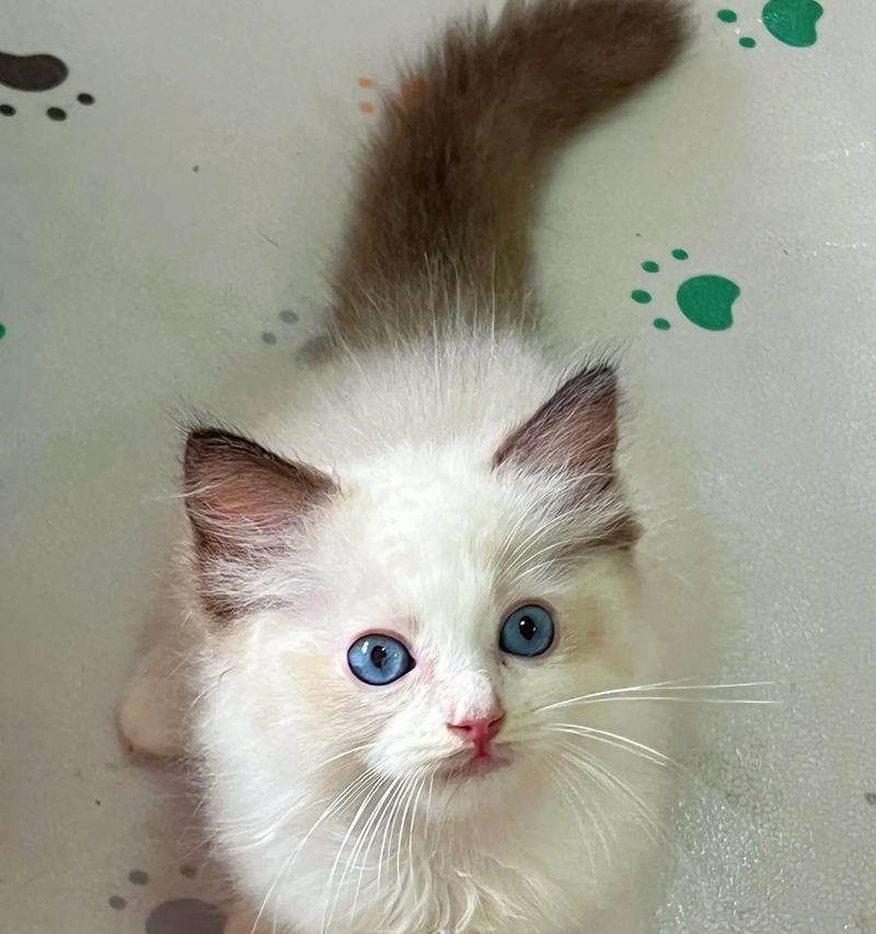 布偶猫的寿命及养育时间（了解布偶猫的寿命和养育时间，让你成为贴心的猫咪主人）