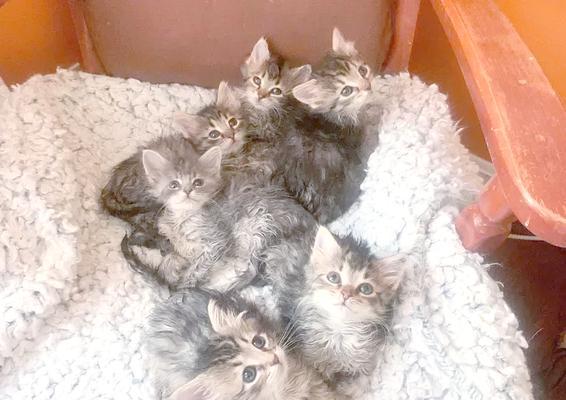 如何人工喂养断奶小猫——提高存活几率的关键步骤（细致入微的喂养方法让小奶猫茁壮成长）