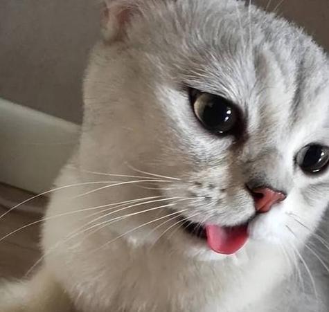 猫咪突然大喘气！猫咪的呼吸问题到底是哮喘吗？（了解猫咪呼吸问题及可能的原因，保护你的爱宠健康）
