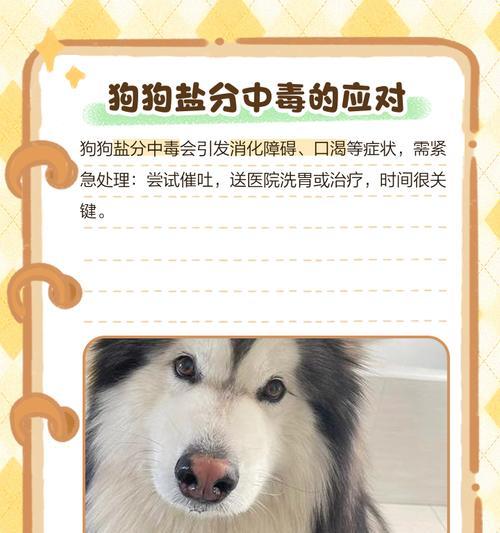 幼狗消化速度揭秘（探秘幼狗食物消化过程及时间）