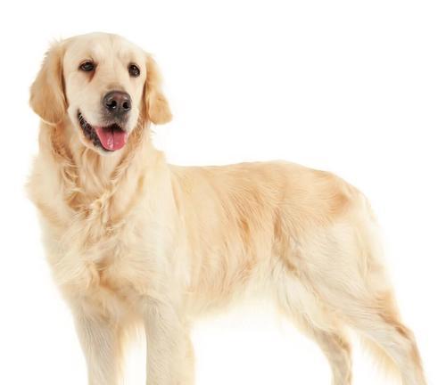 金毛长好需要多长时间？（探索金毛犬康复期的时长及注意事项）