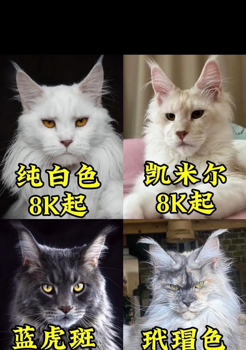 缅因猫幼崽的价格、优缺点及购买指南（了解缅因猫幼崽的价格、特点和购买要点，选择适合你的伴侣猫）