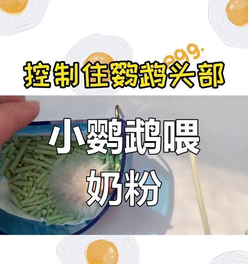 鹦鹉幼鸟喂奶时长的重要性（从幼鸟到成鸟，关键是喂养）