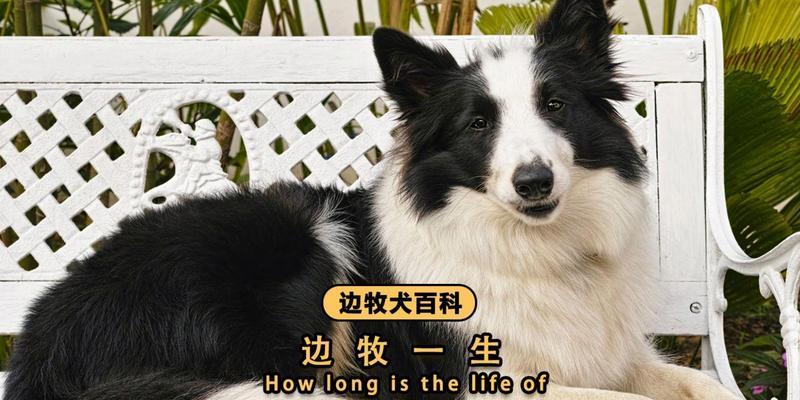 边牧犬的成长之路（从幼年到成熟，边牧犬的成长历程如何塑造他们的个性与能力）