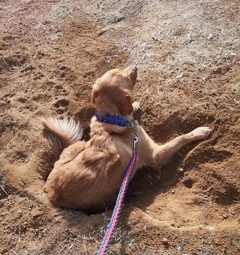 金毛犬的理想体重与健康管理（了解金毛犬的体重标准，确保它们的健康快乐）
