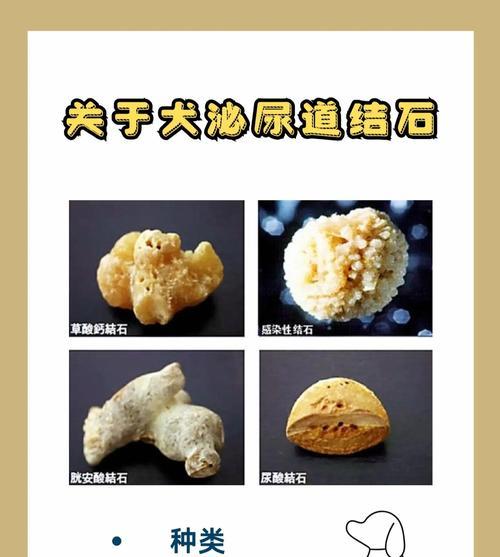 狗狗的常见泌尿系疾病（探究狗狗常见泌尿系疾病的类型和治疗方法）