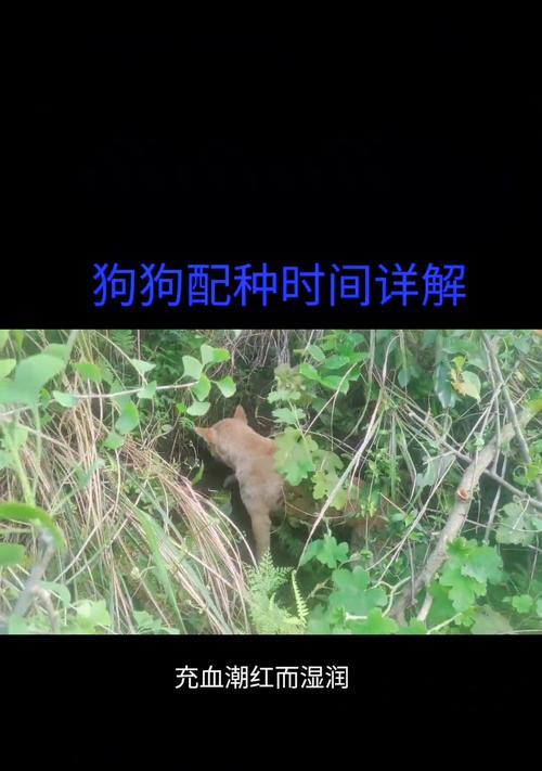 狗狗二次配种间隔多久合适？（探究狗狗二次配种之间的最佳时间间隔）