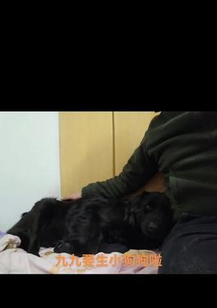 狗狗生小狗的时间周期究竟有多久？（了解狗狗生育周期，为它们提供适当的关怀和照顾）