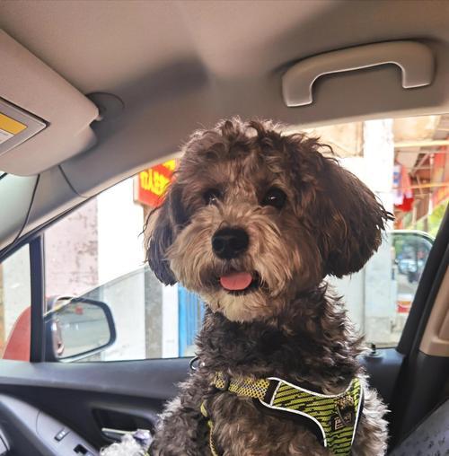 泰迪犬怀孕初期症状解析（了解泰迪犬怀孕的迹象与变化）