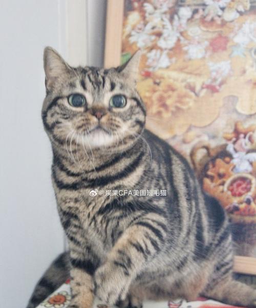 美短猫的多样颜色（探索美短猫的丰富色彩世界）