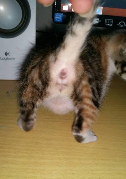 猫咪的怀孕期有多久？（猫咪怀孕期的特征及注意事项）