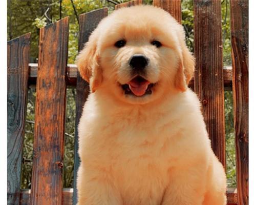 白色金毛犬幼崽颜值高引围观（小城狗市200元一只，看了就想买）