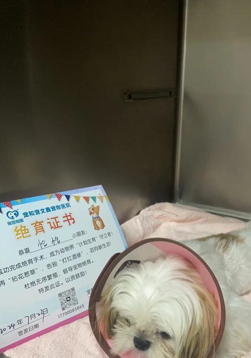 狗狗绝育需要多久？（了解狗狗绝育手术的时间和注意事项）