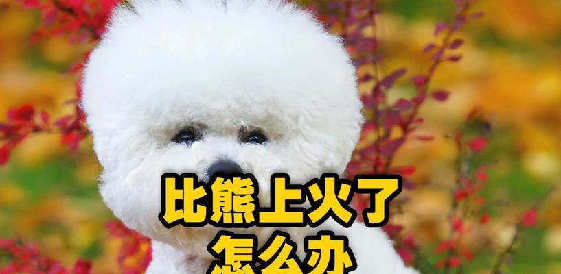 让你的狗狗降火的食物（拥有关键营养素的食物可以帮助你的狗狗保持体温平衡）