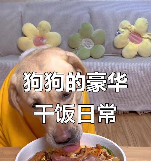 小狗吃完后需要多久才能康复？（小狗食物消化和康复时间有关的关键因素是什么？）