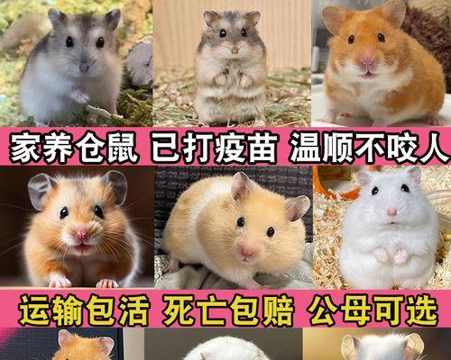 仓鼠布丁的养育期限及注意事项（探讨仓鼠布丁的生命周期、寿命以及健康保养）