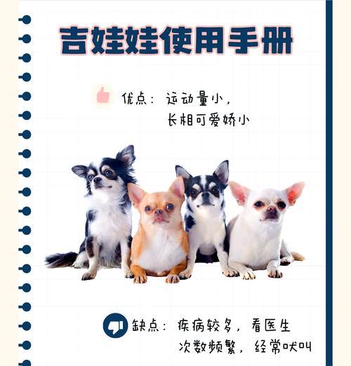 如何正确饲养吉娃娃（关注细节，让你的吉娃娃健康快乐）