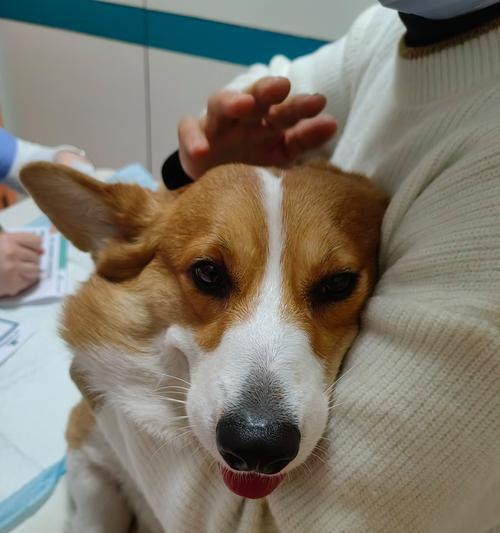 金毛幼犬打针指南（了解金毛幼犬的疫苗接种时间表和注意事项）
