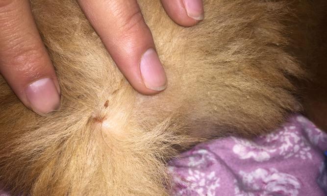 幼犬金毛常见的皮肤病（了解幼犬金毛皮肤病，保护它们的健康）