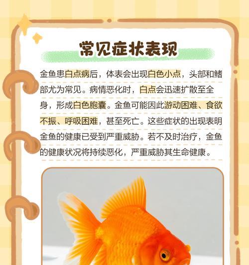 通常金鱼的常见病症状及预防方法（了解金鱼疾病，保护金鱼健康）