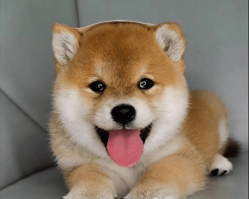 柴犬价格为何如此昂贵？（解密柴犬价格背后的原因与价值）
