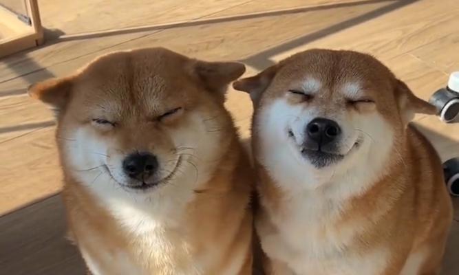 狗犯错后，适当惩罚多久才是最好的？（如何正确地惩罚犯错的狗狗，避免伤害和恶化情况？）