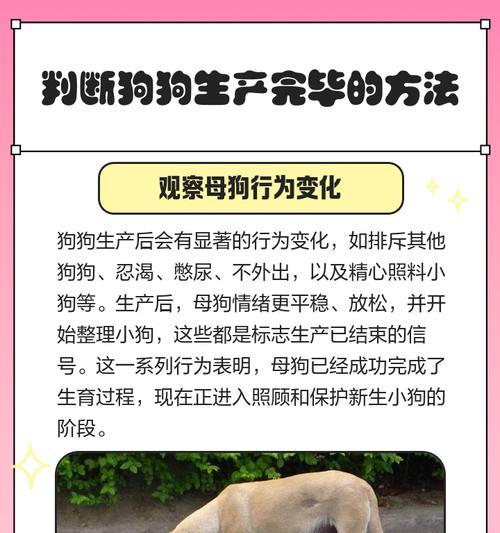 狗狗生产症状（从怀孕到分娩，狗狗生产症状一览）