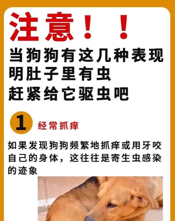 狗狗驱虫（发现狗狗拉虫子，预防胜过治疗）