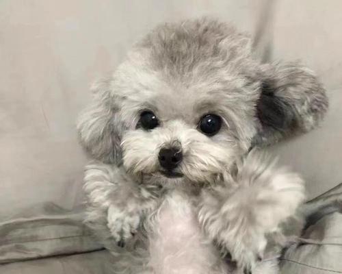 茶杯泰迪犬价格分析（探讨茶杯泰迪犬的价格区间、影响因素及市场趋势）