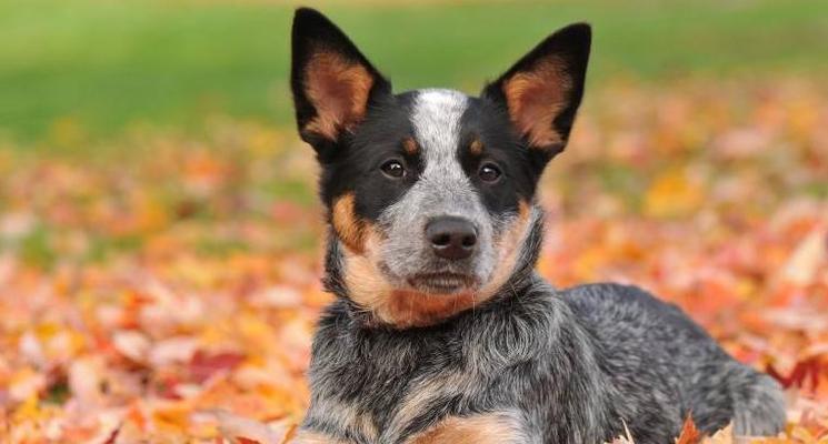 探寻最可爱的农场畜牧犬（农场的忠实伴侣与好朋友）