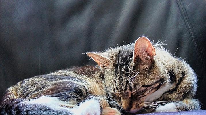 猫猫的休息习性及特点（揭秘猫猫的神奇休息方式与习惯）