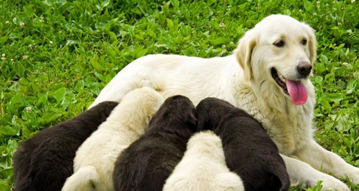 金毛犬的怀孕周期与分娩过程解析（金毛犬的妊娠期、分娩时间及产仔情况详细解读）
